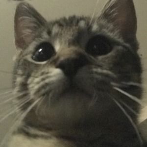 Meet your Posher, Ananda